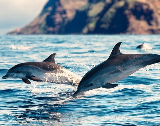Wild dolphins swimming free in the ocean