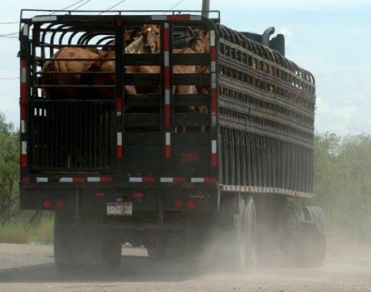 American horses being transported to slaughter in Mexico