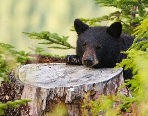Black bear with head resting on a tree stump