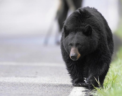 Black bear walking down the street in Yellowstone