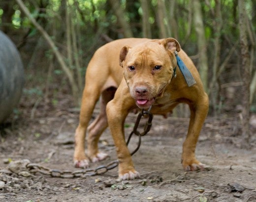 Fighting dogs are often left outside on heavy chains near dogfighting operations.