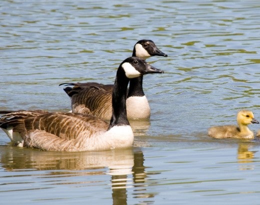 geese and goslings floating on lake