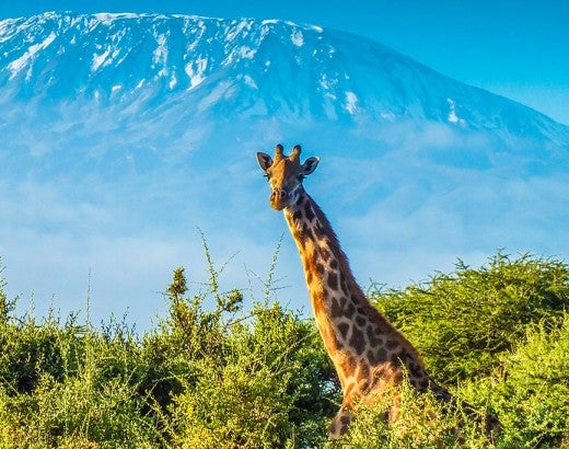 giraffe in masai mara nature reserve