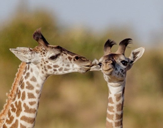 giraffes masai mara