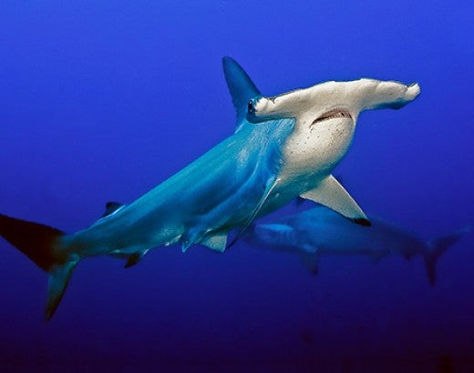 Hammerhead shark swimming in the ocean