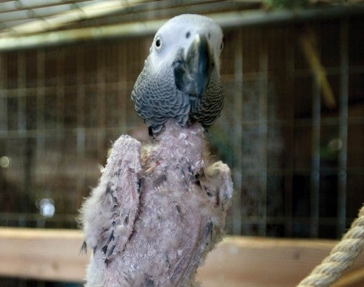 Parrot with no feathers due to self-mutilation. 