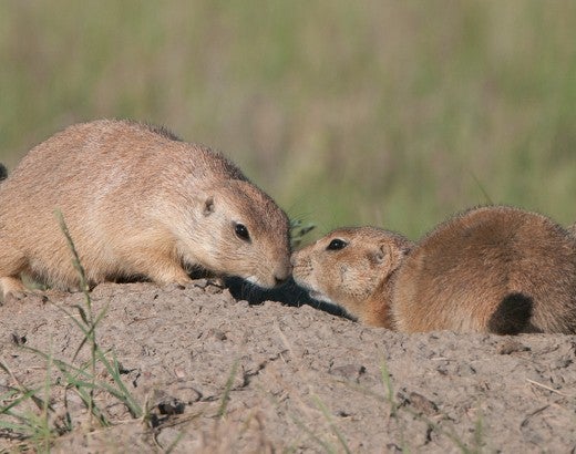 prairie dogs bumping noses