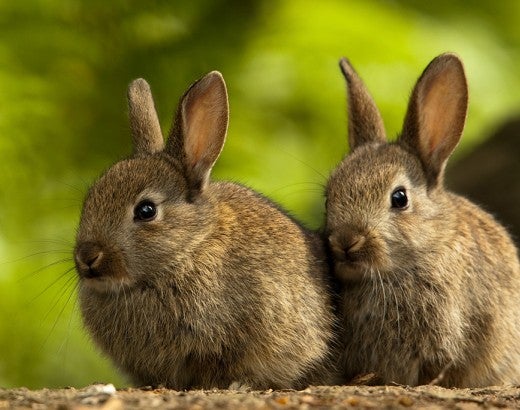 wild rabbits