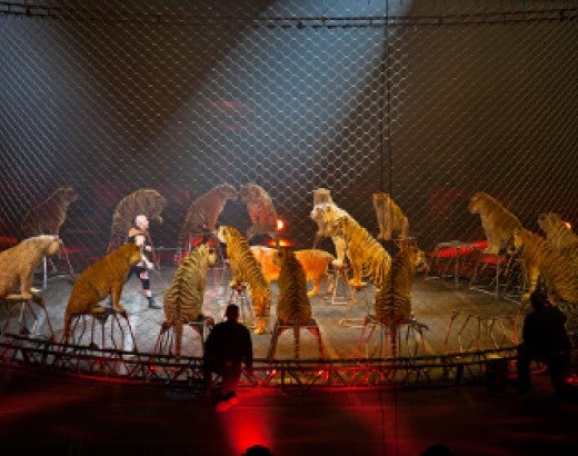 Tigers performing in a Ringling Bros. circus act