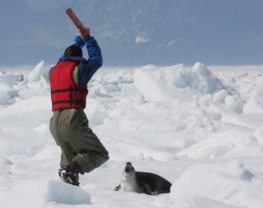 Harp seal about to be killed by a Canadian fisherman