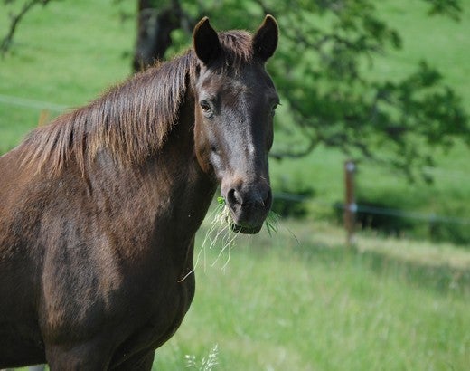 Horse at Duchess Sanctuary