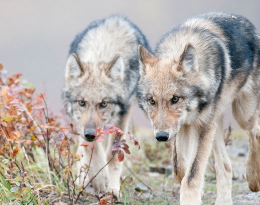 Two half-grown Gray Wolves from the Grant Creek Pack walking near Polychrome Pass, Denali National Park, Interior Alaska.