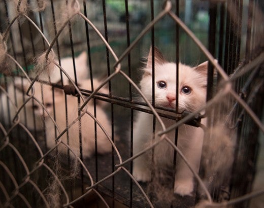 Cats in filthy cages, being rescued
