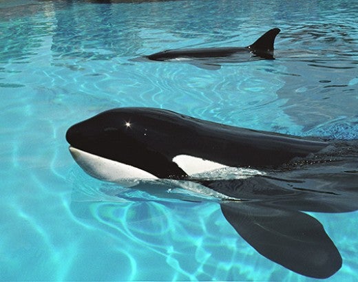 Captive orca whales in tank