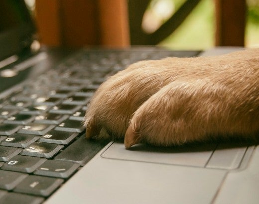 Dog with paw on computer