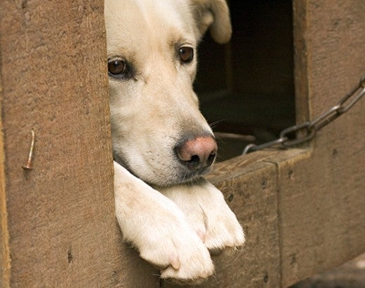 Sad dog tethered outside in dog house