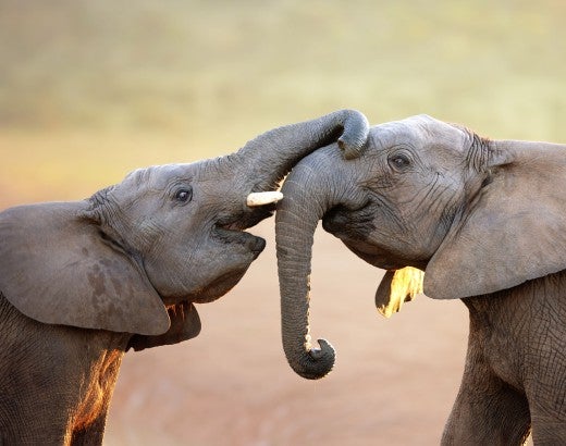 elephants being affectionate with each other
