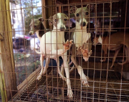 Two dogs in a cage before being rescued