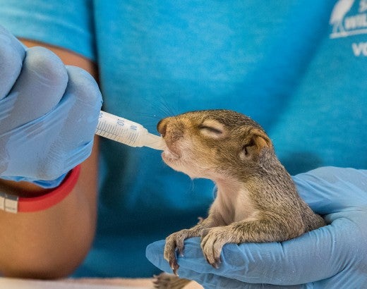 Volunteer feeding a rescued squirrel at South Florida Wildlife Center