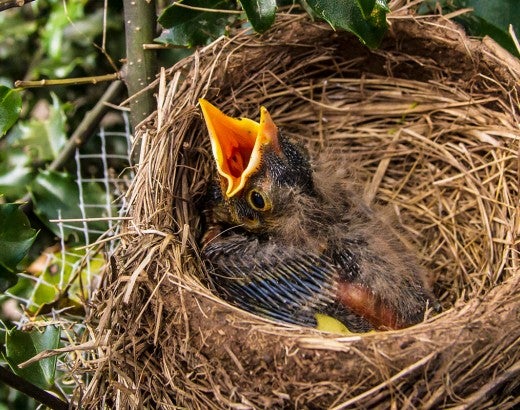 Hungry baby bird in a nest