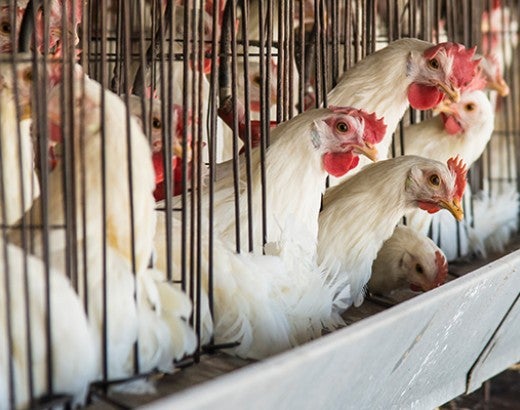 Chickens confined in battery cages