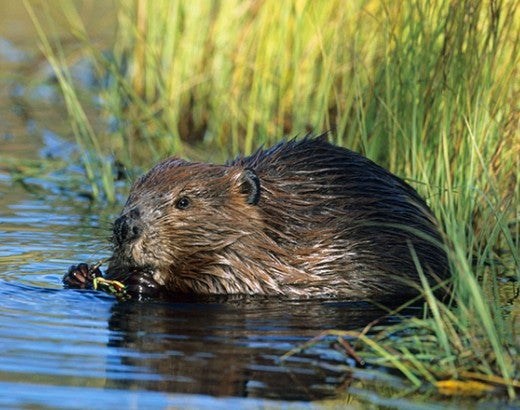 Wild beaver in the water