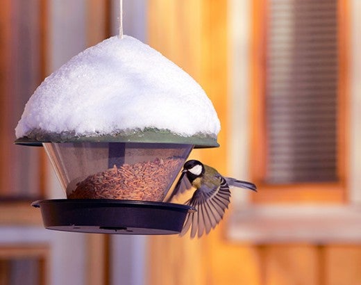 Bird at bird feeder near the windows of a house