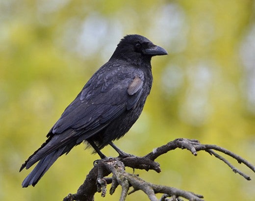 Crow sitting on a branch