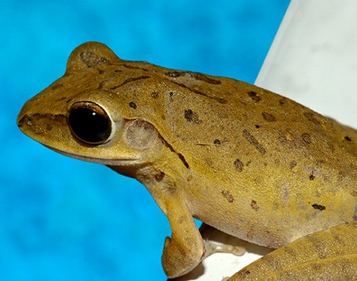 Frog by the edge of a swimming pool