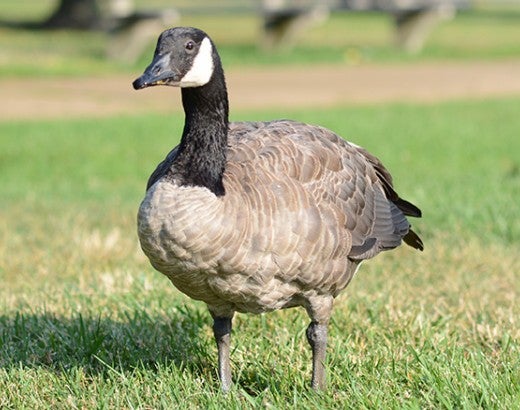 Goose standing in the grass