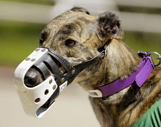 Greyhound wearing a muzzle before a race in FLorida