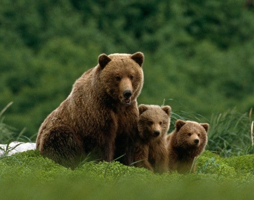Grizzly bear family in a green field