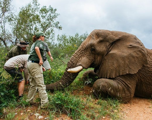HSI helps relocate an elephant