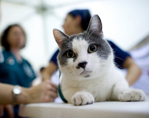 Cat at HSVMA field clinic