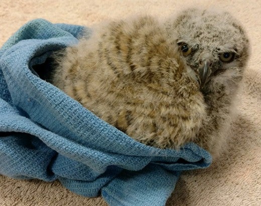 Baby owl at the Fund for Animals Wildlife Center