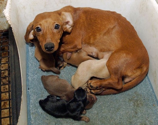 Momma dog and her puppies in filthy conditions at a puppy mill
