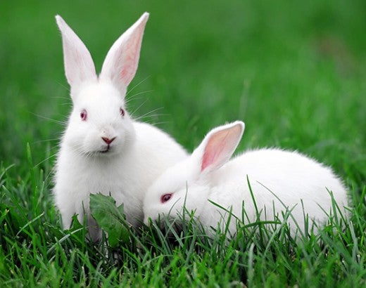 White rabbits in the grass