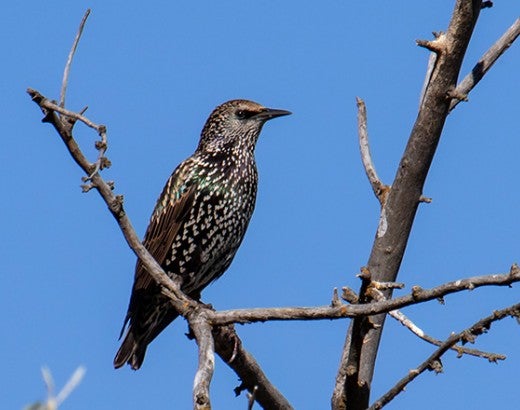 Starling perched in a tree