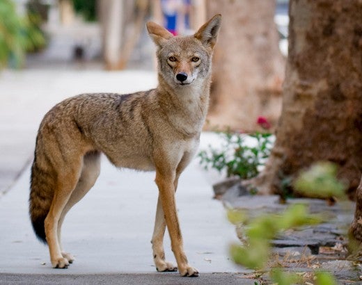 Coyote on an urban sidewalk