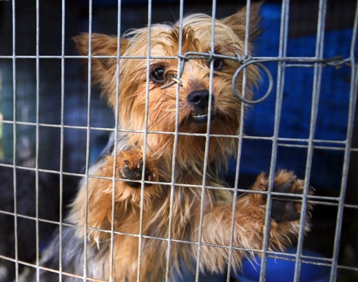 Dogs suffering in a filthy cage outside at a puppy mill in Mississippi. 