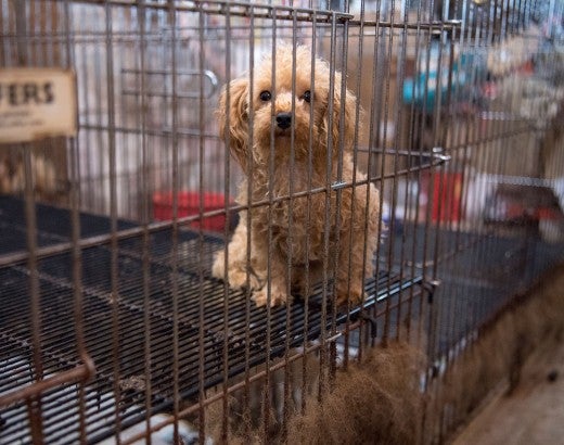 Dog in filthy cage in a puppy mill