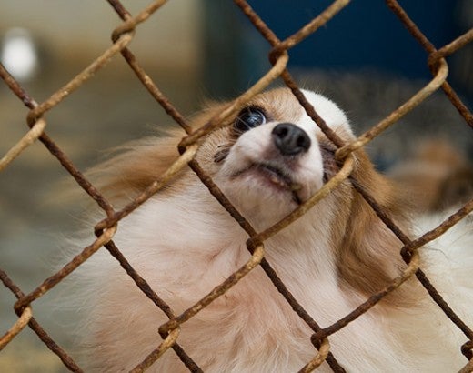 Dog in cage before being rescued from puppy mill