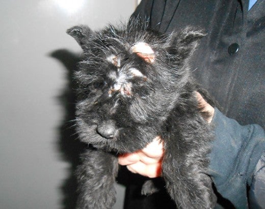 Puppy with head injury 