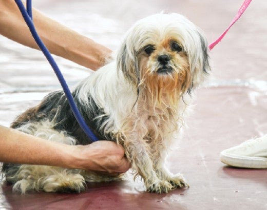 Dog being examined by a Veterinarian at the Puerto Rico Spayathon