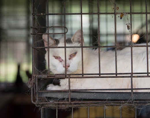 Neglected cat in a cage before being rescued