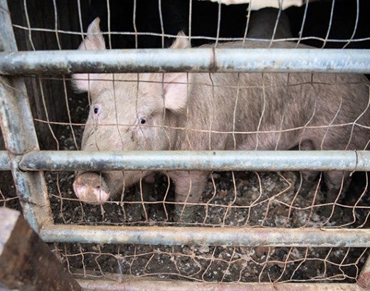 Neglected pig before being rescued