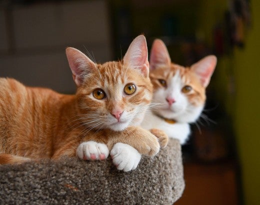 Orange cats cuddling together