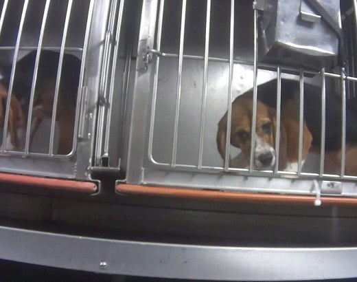 Beagles in their cages during Dow investigation
