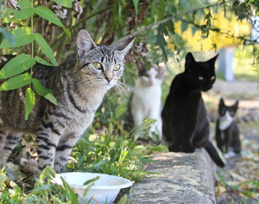Four neighborhood cats at feeding time