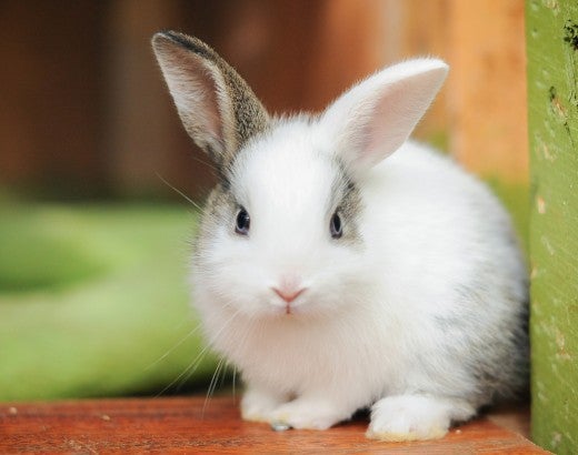 Cute pet rabbit indoors